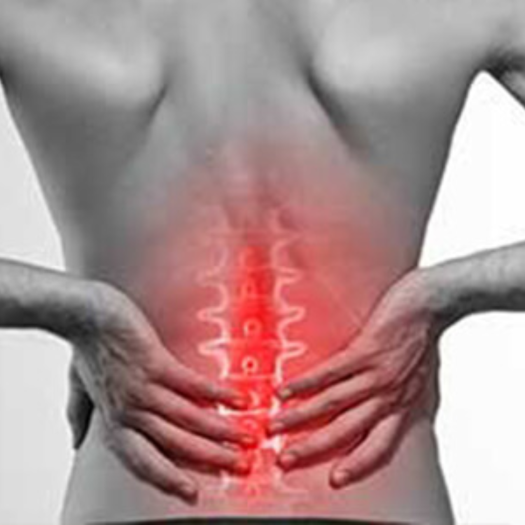 spine (12)